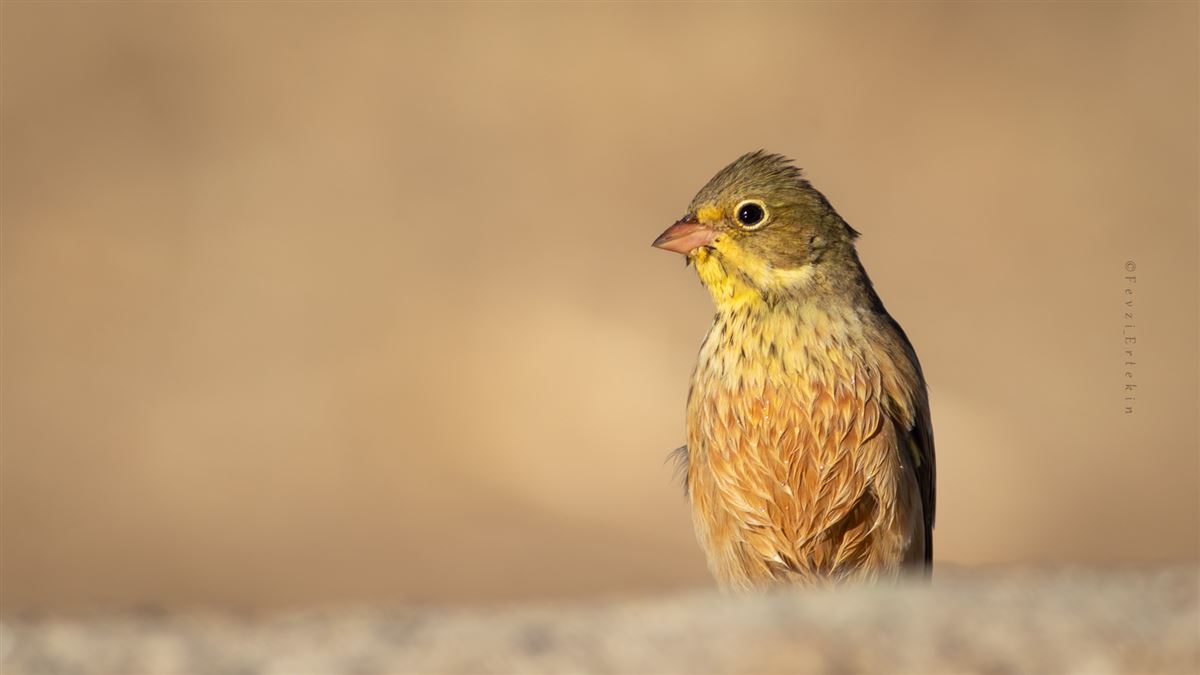 Ortolan Bunting