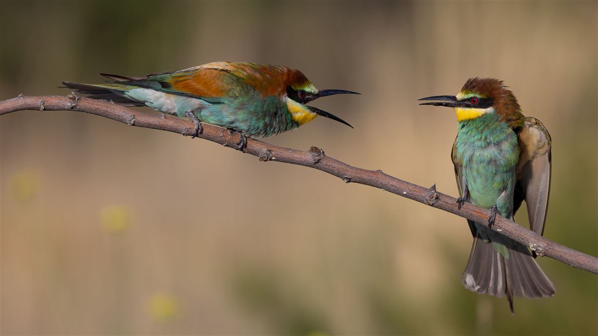European Bee-eater