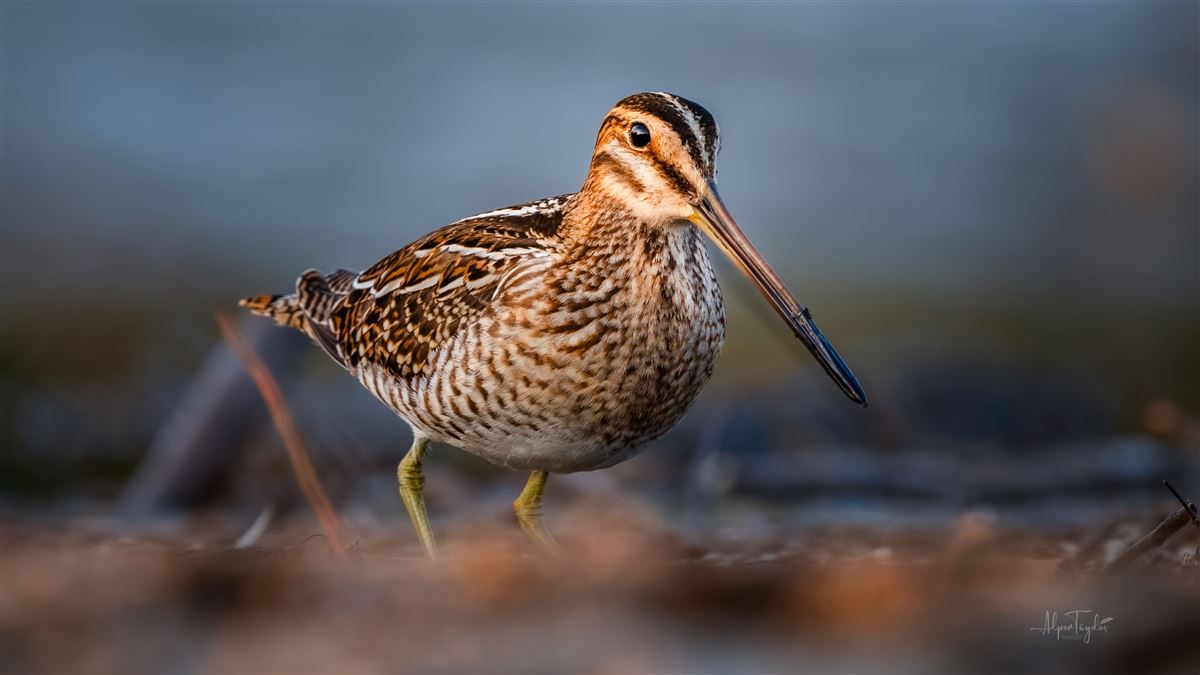 Common Snipe