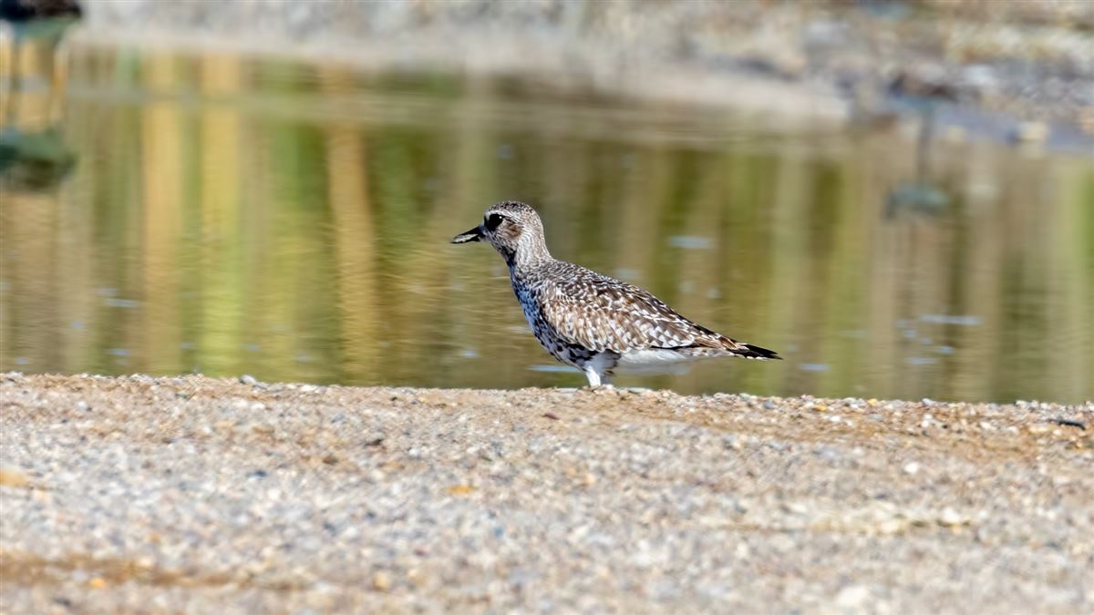 Grey Plover