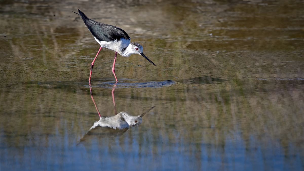 Black-winged Stilt