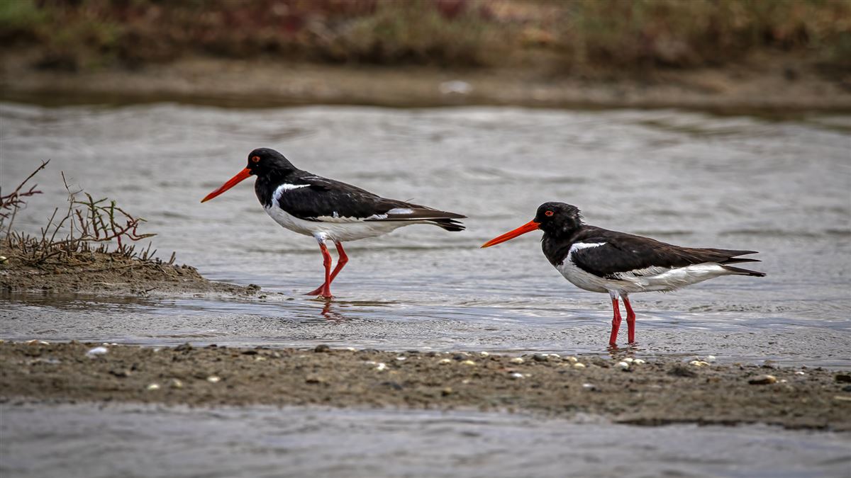 Eurasian Oystercatcher