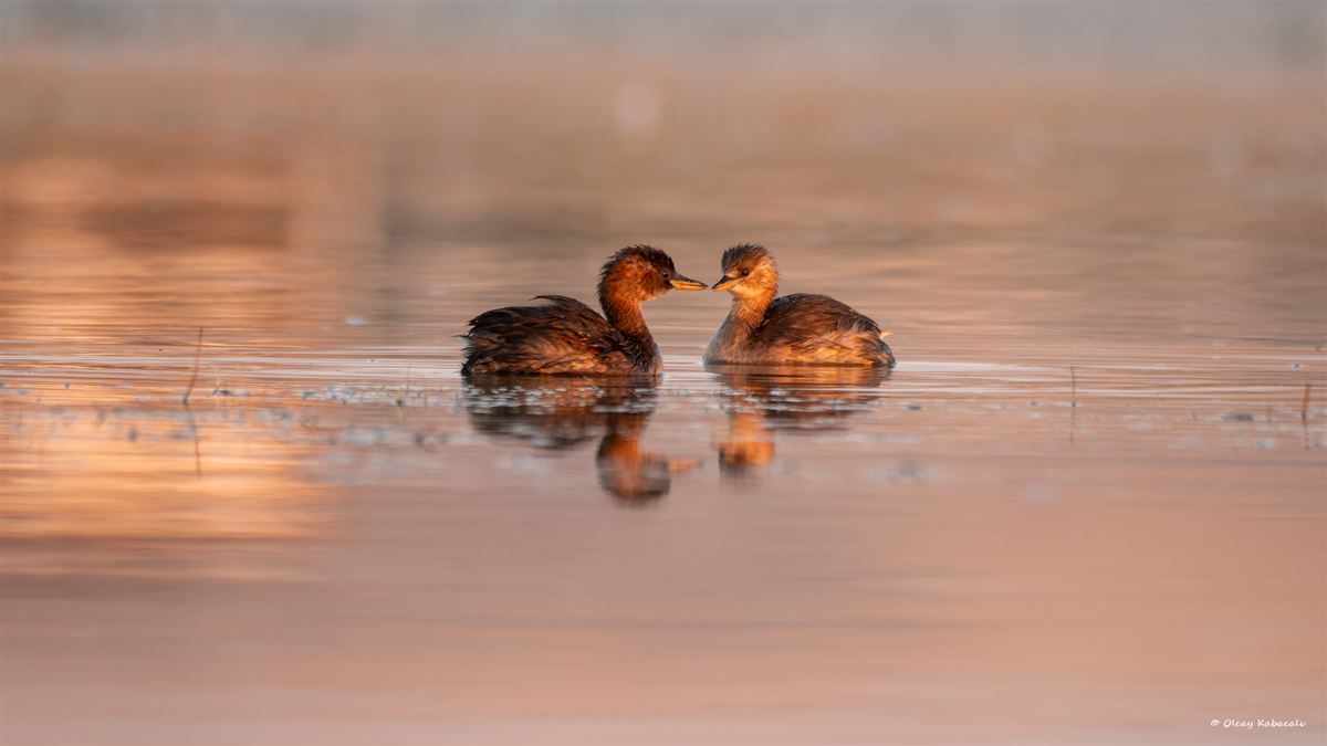 Little Grebe