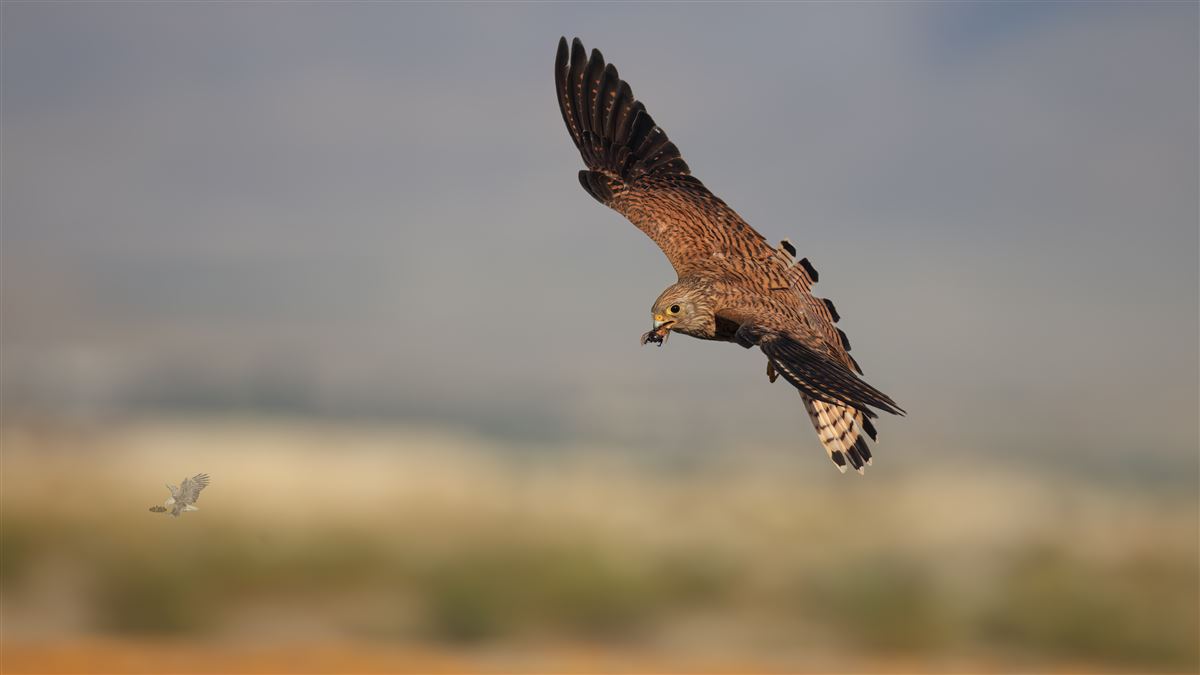 Lesser Kestrel