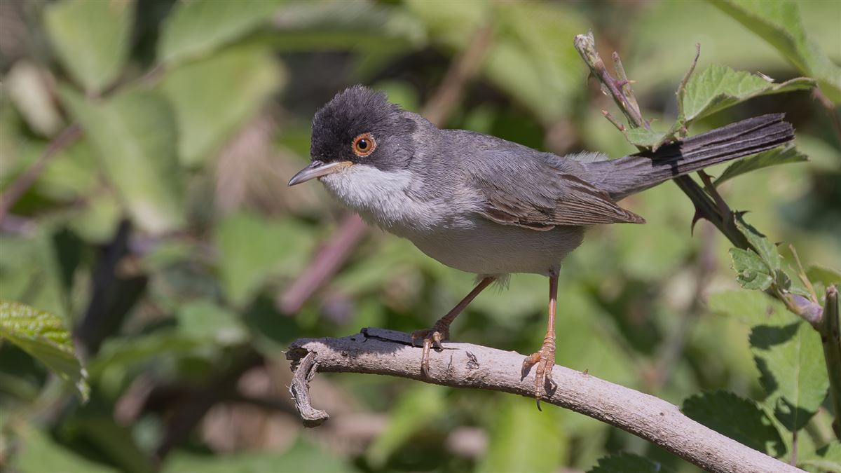Menetries`s Warbler