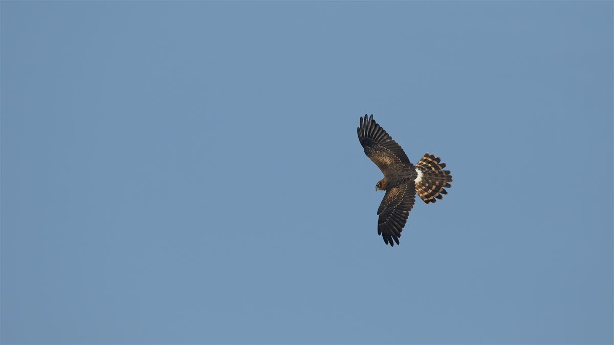 Montagu`s Harrier