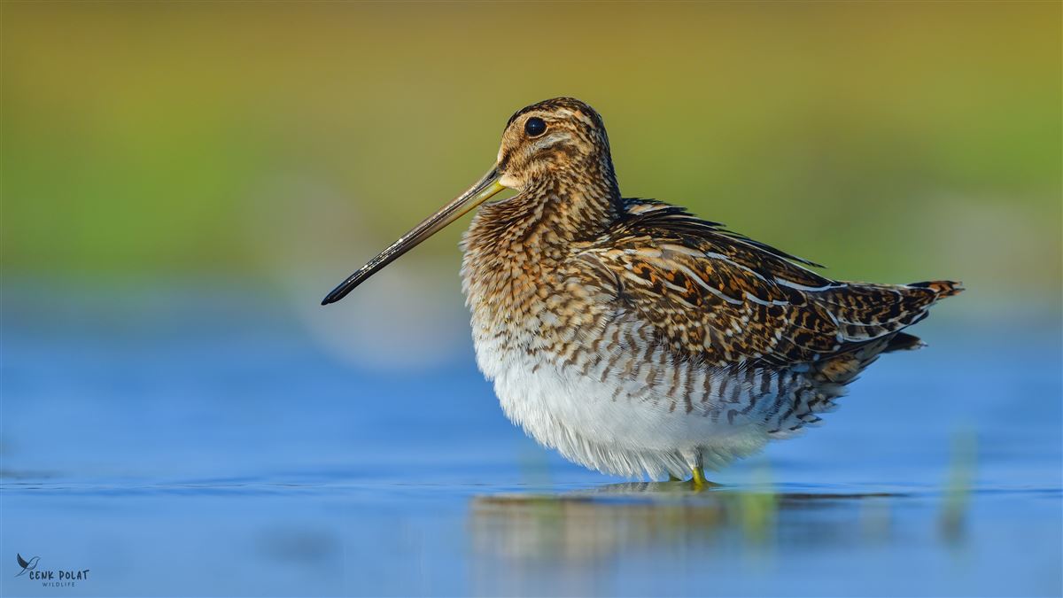 Common Snipe