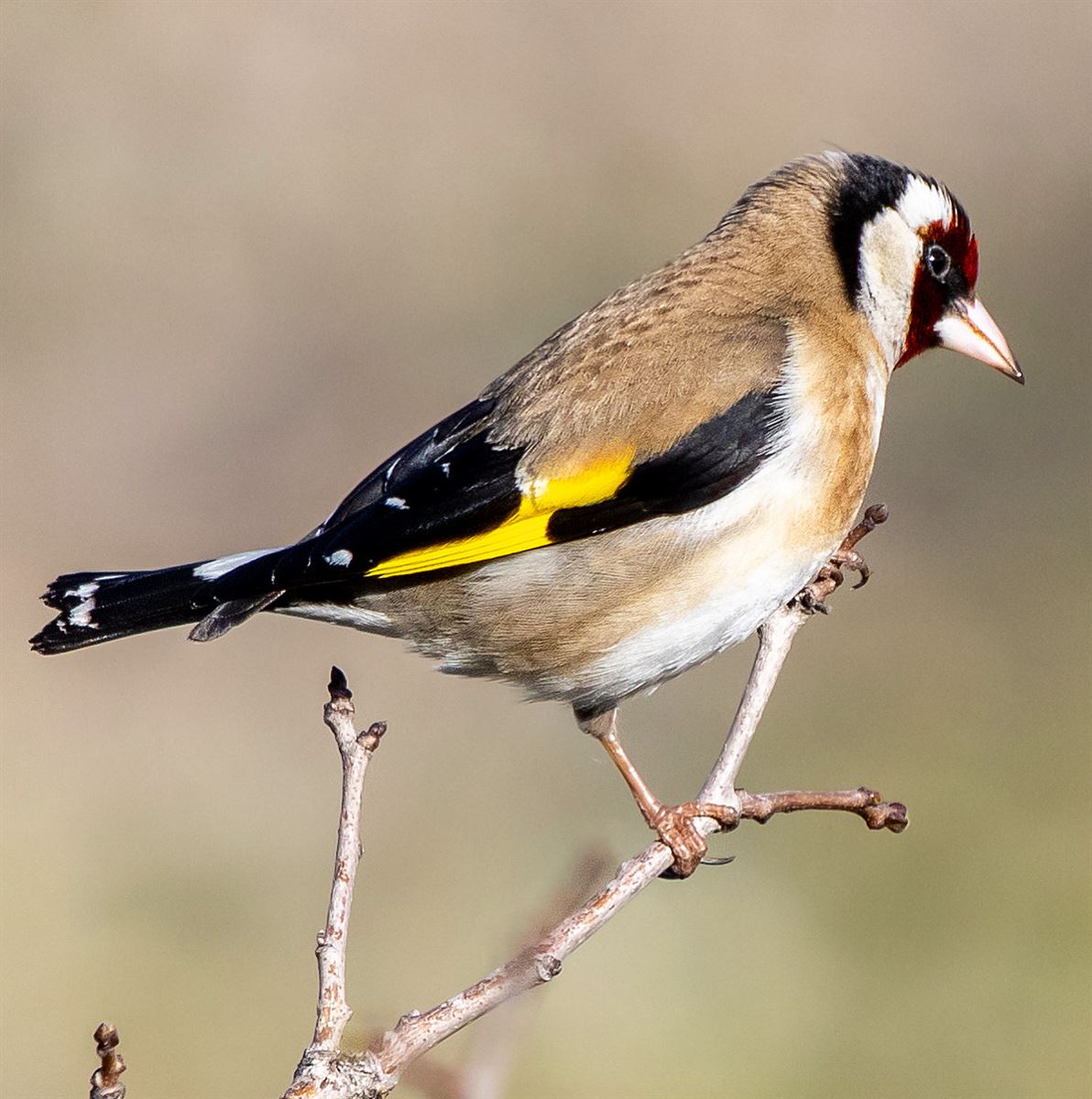 European Goldfinch