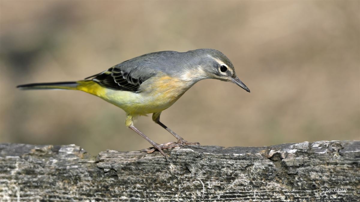 Grey Wagtail