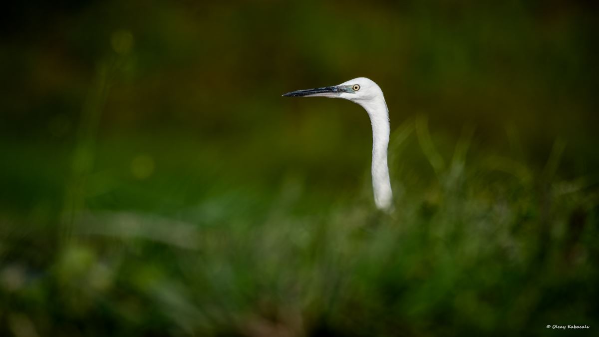 Little Egret