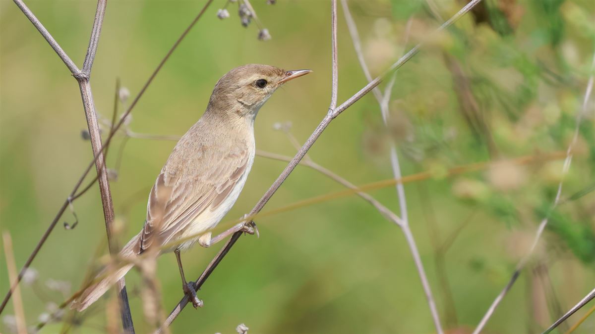 Booted Warbler