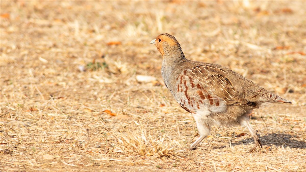 Grey Partridge