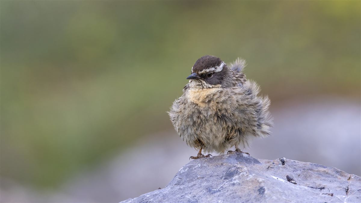 Radde`s Accentor