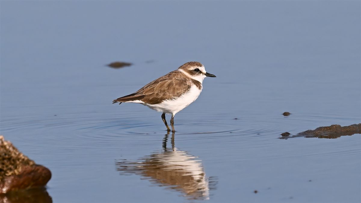 Kentish Plover