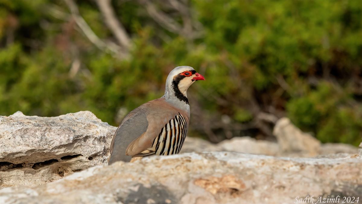 Chukar Partridge