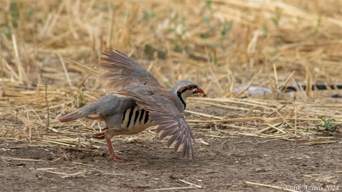 Chukar Partridge