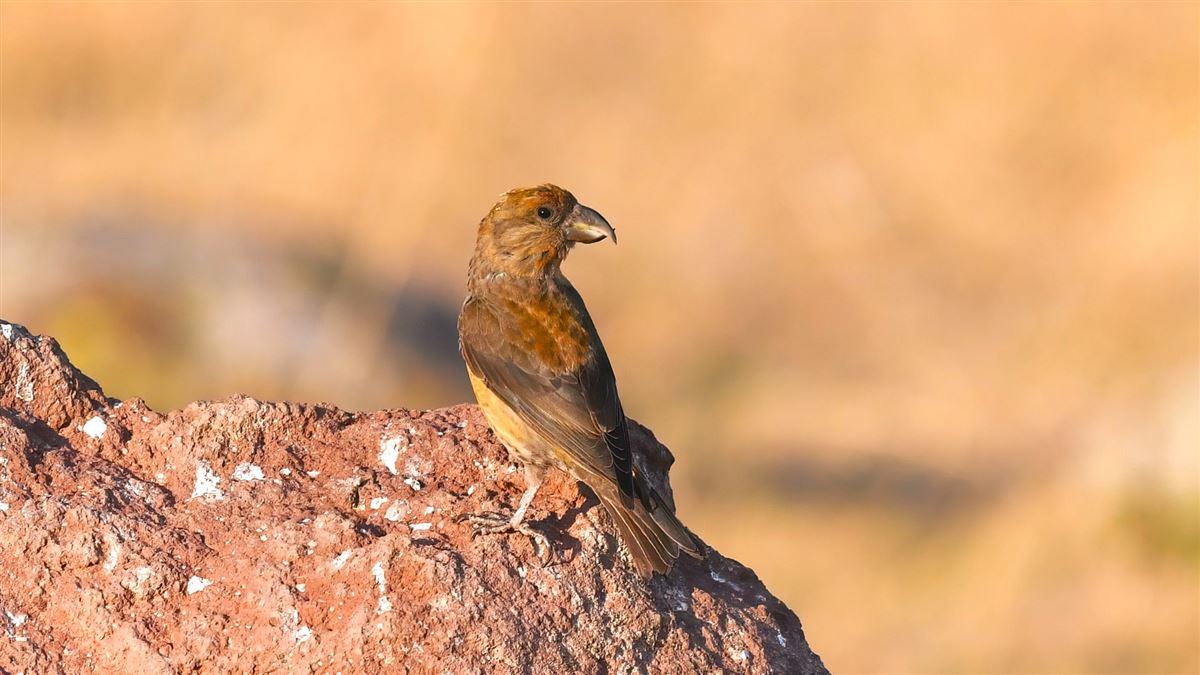 Red Crossbill
