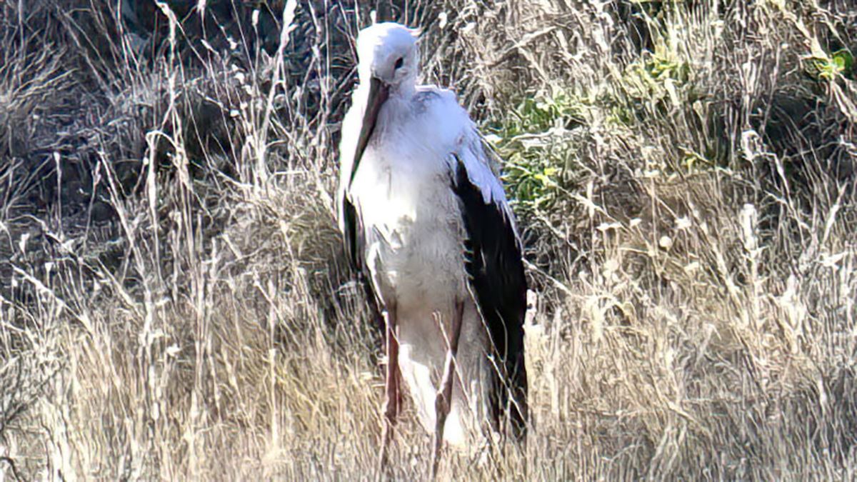 White Stork