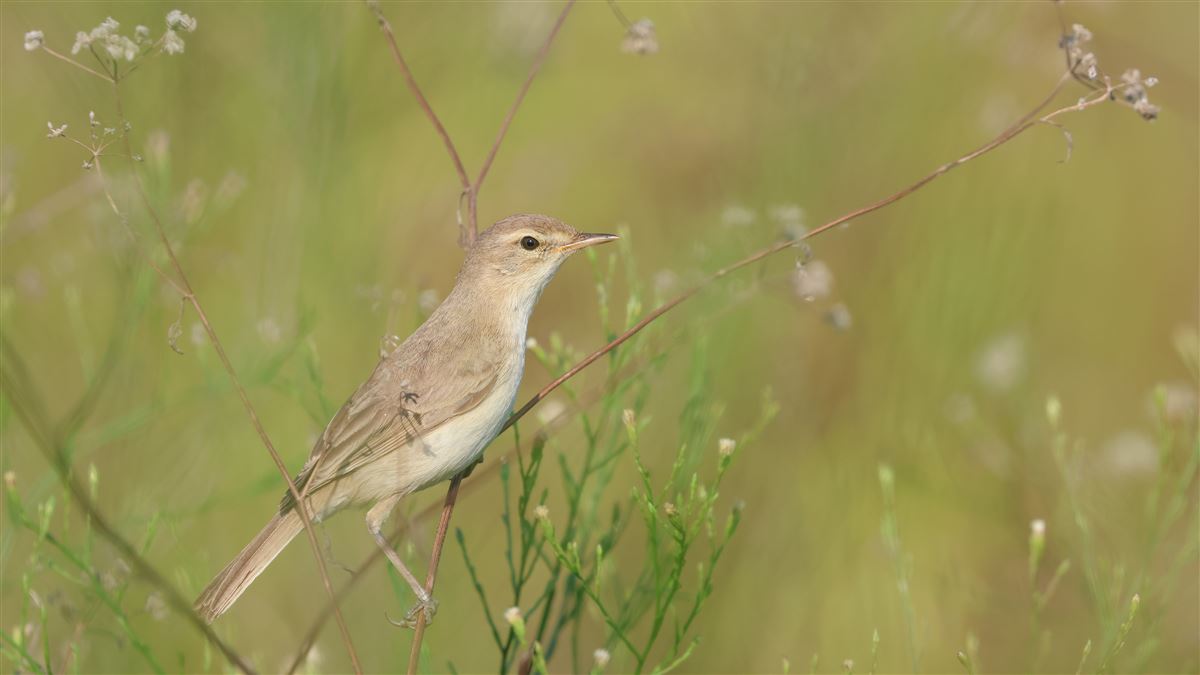 Booted Warbler