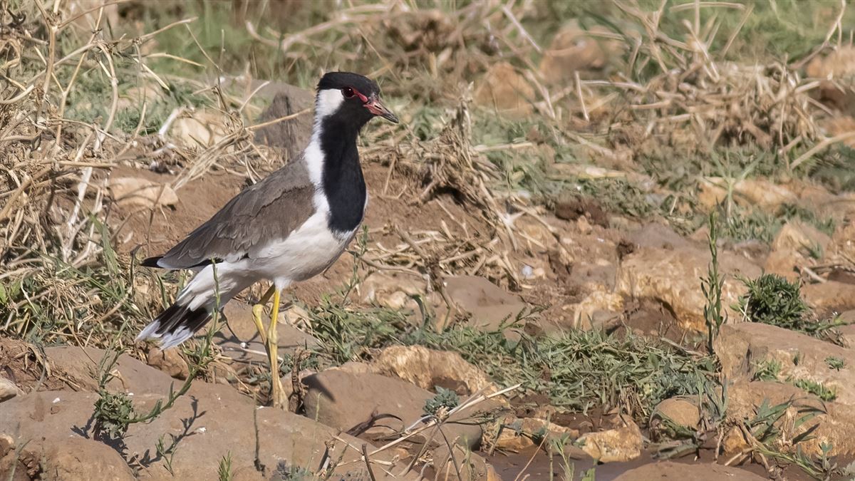 Red-wattled Lapwing