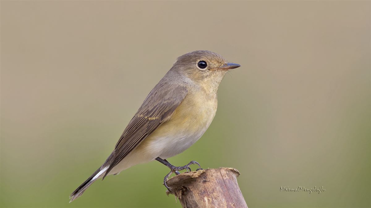 Red-breasted Flycatcher
