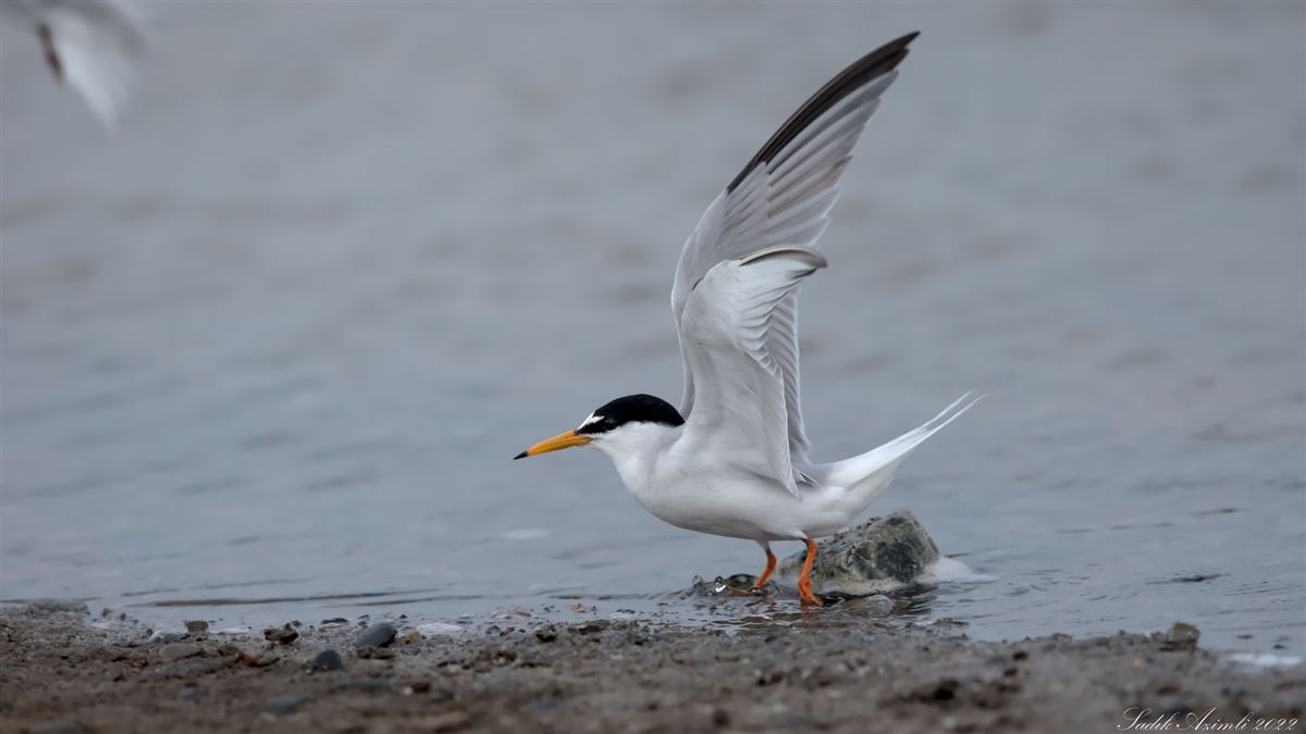 Little Tern