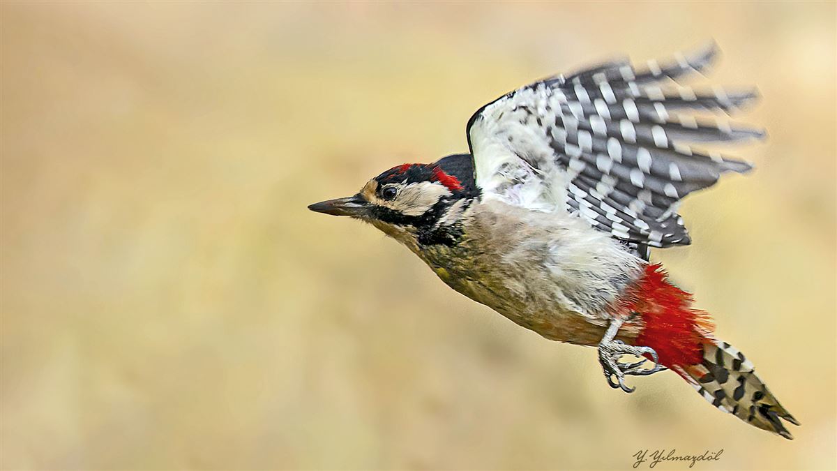 Great Spotted Woodpecker