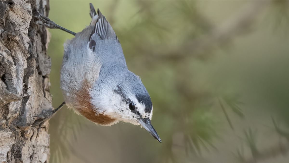 Krüper`s Nuthatch