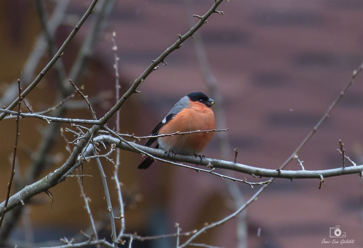 Eurasian Bullfinch