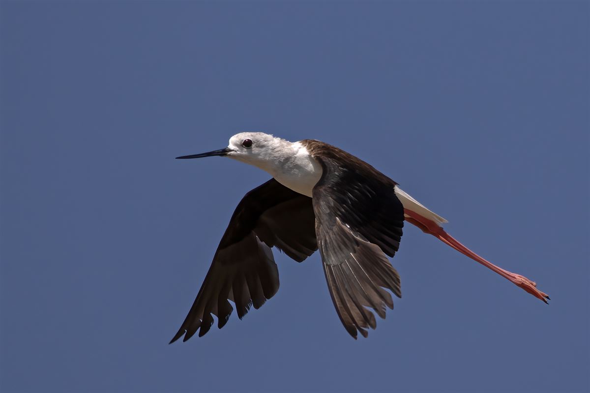 Black-winged Stilt