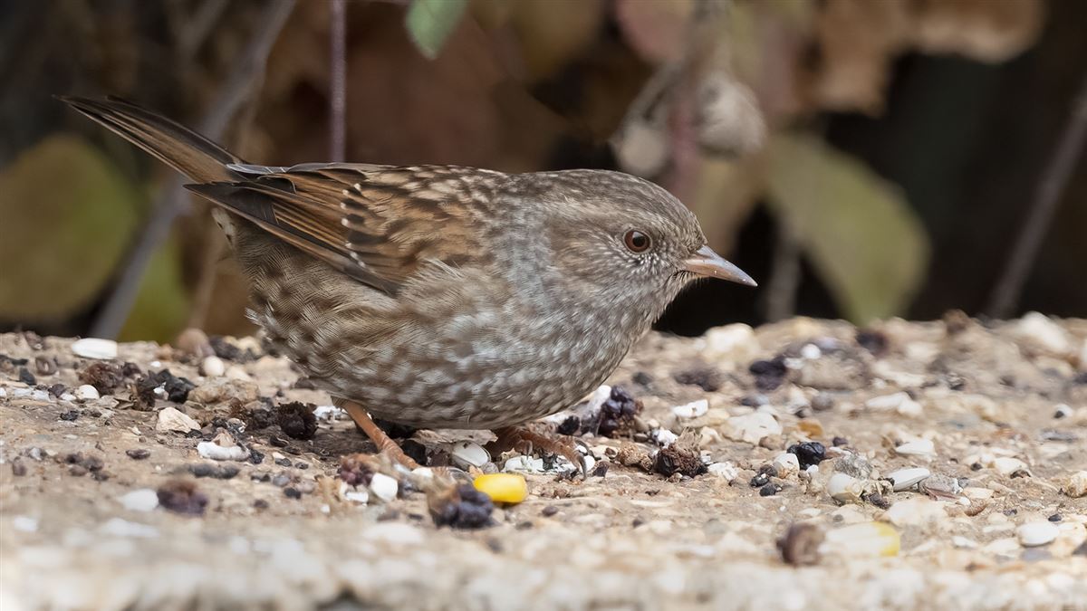 Dunnock