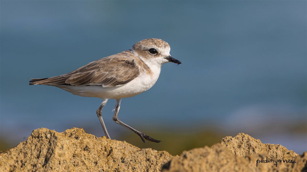 Kentish Plover