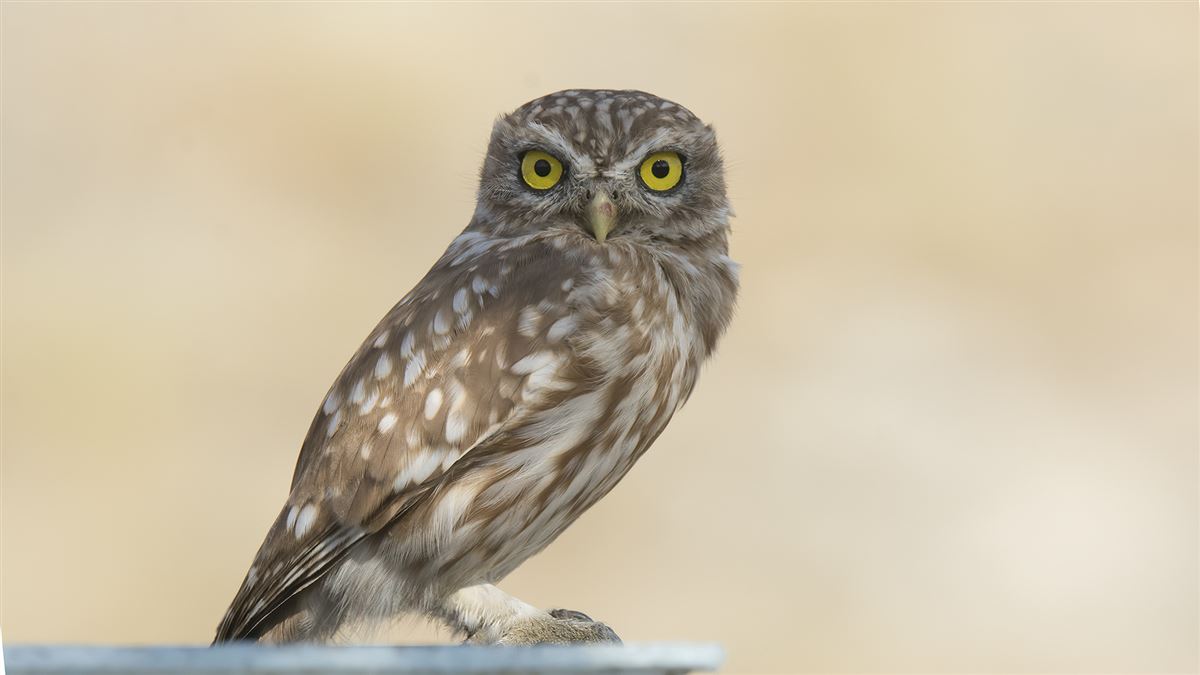 Little Owl