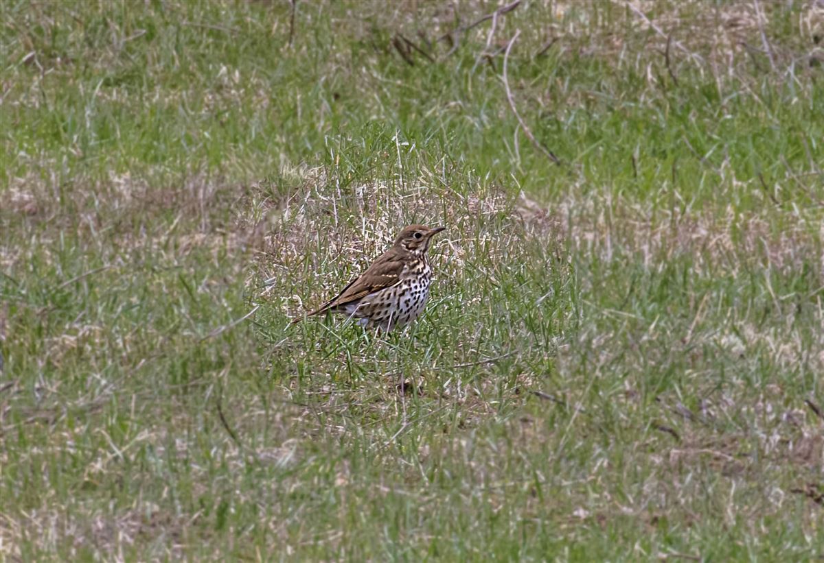 Song Thrush