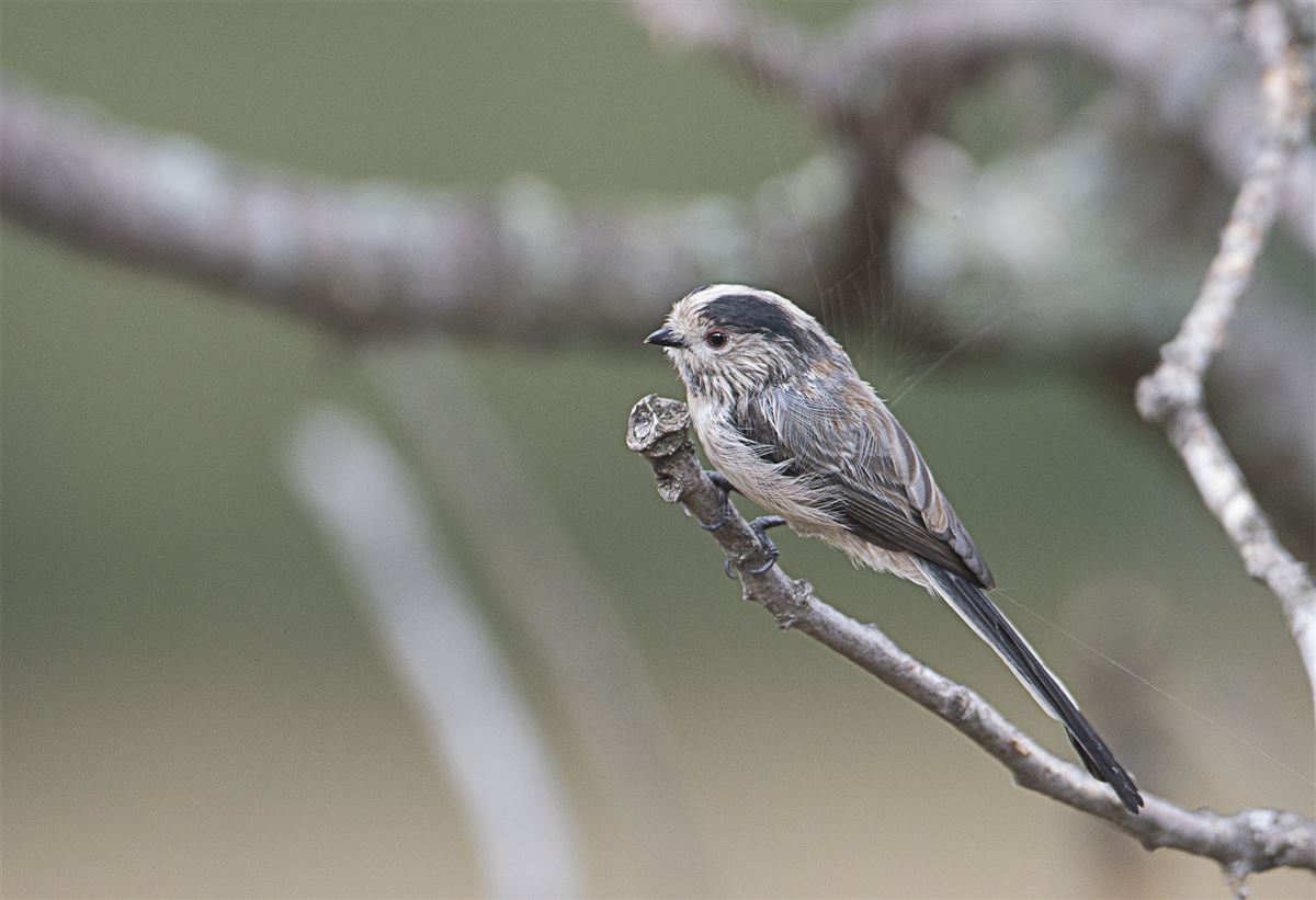 Long-tailed Tit