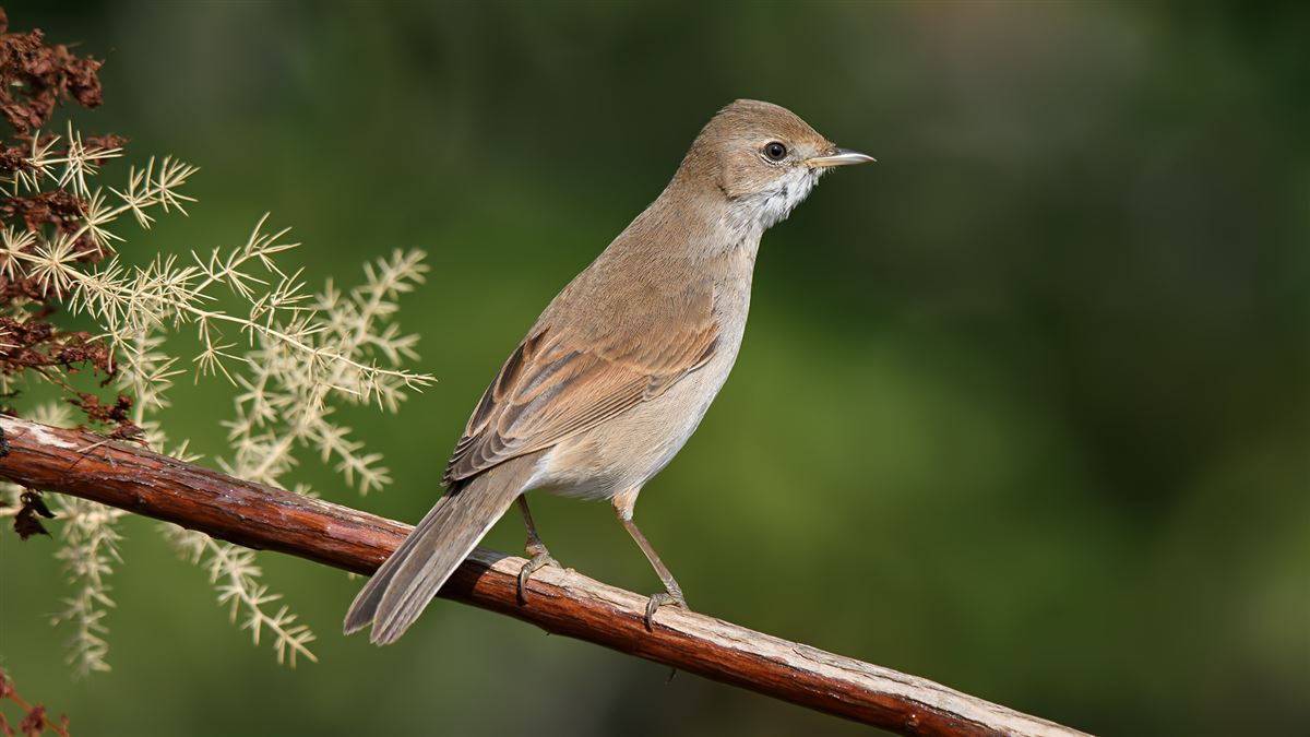 Common Whitethroat
