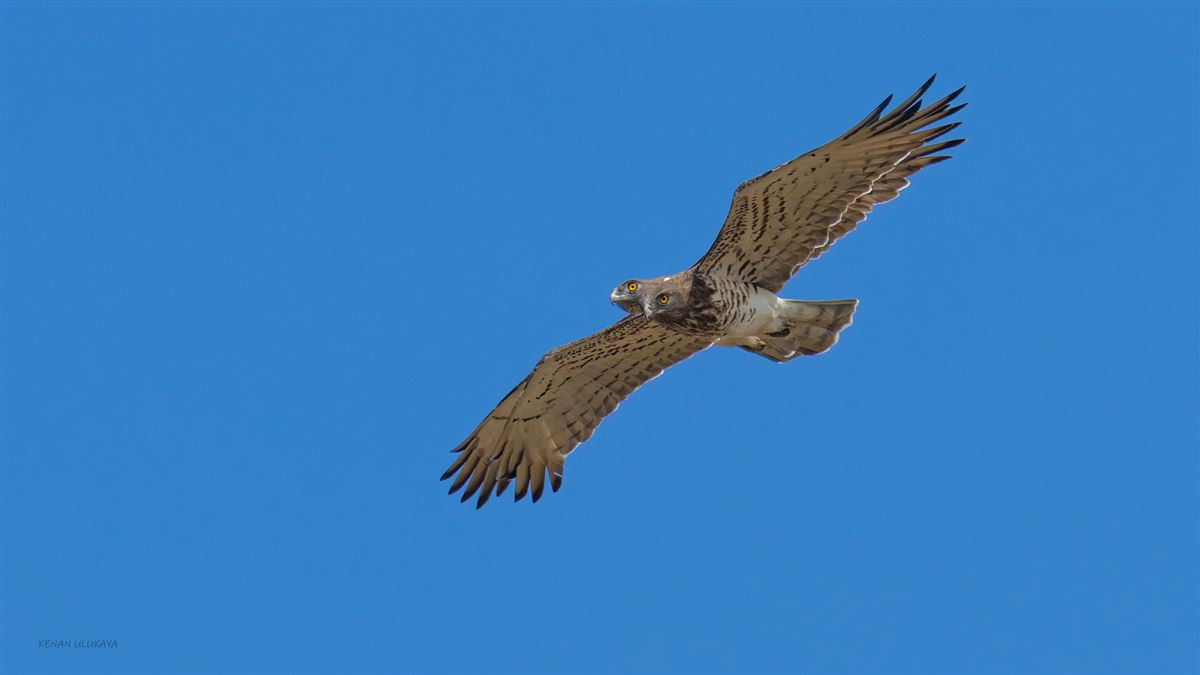 Short-toed Snake Eagle