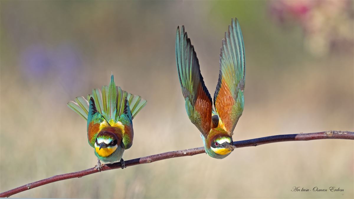 European Bee-eater