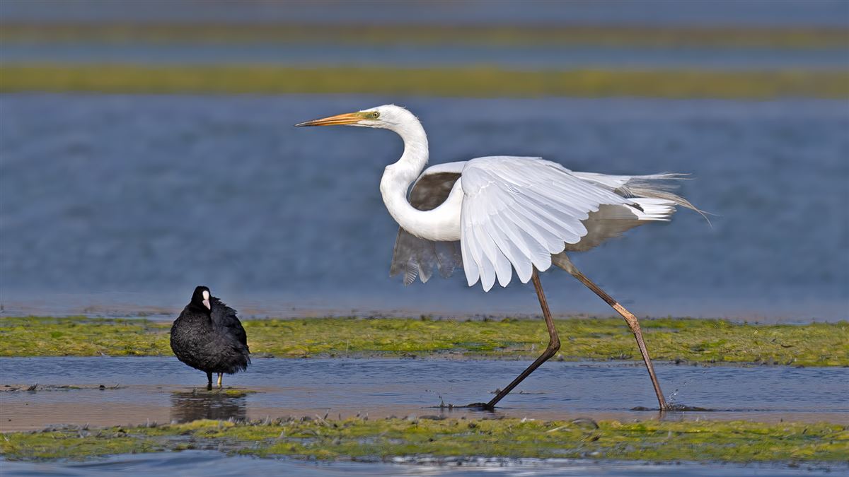 Great Egret