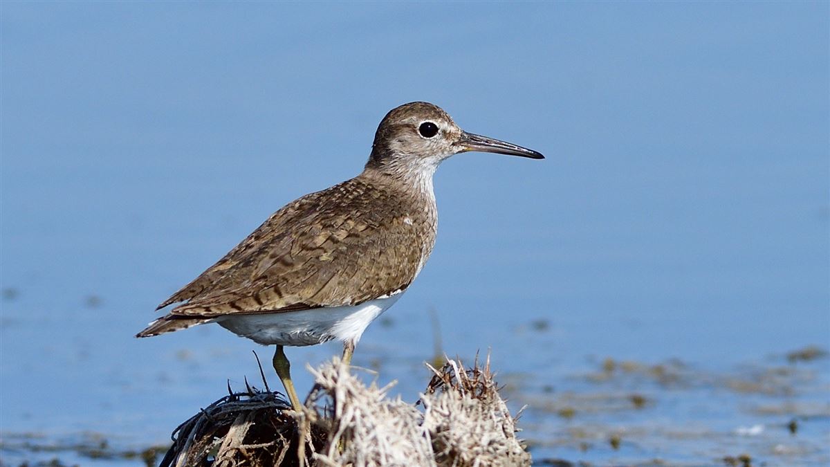 Common Sandpiper