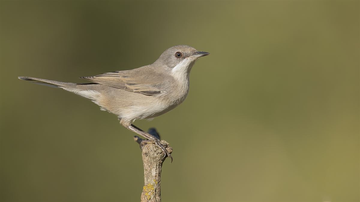 Subalpine Warbler