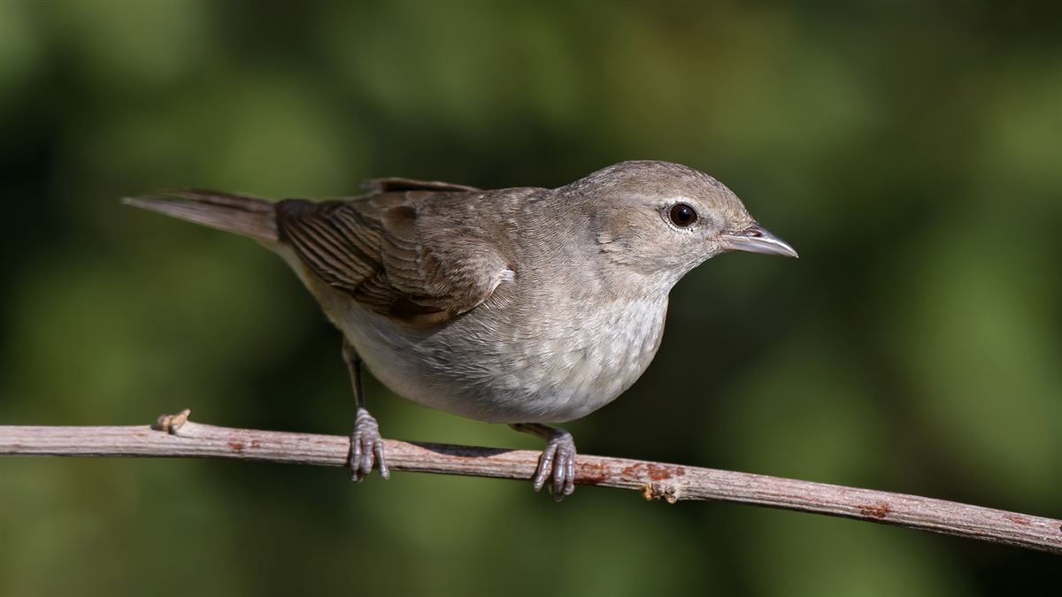 Garden Warbler