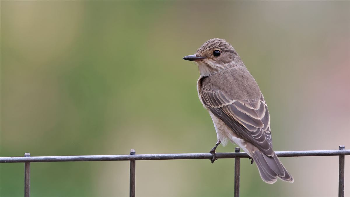 Spotted Flycatcher