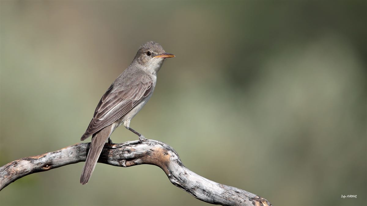 Zeytin mukallidi