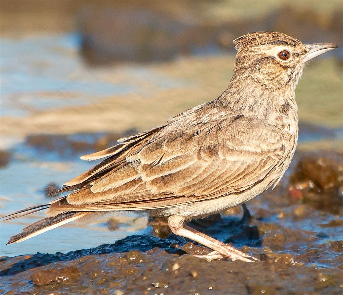 Crested Lark