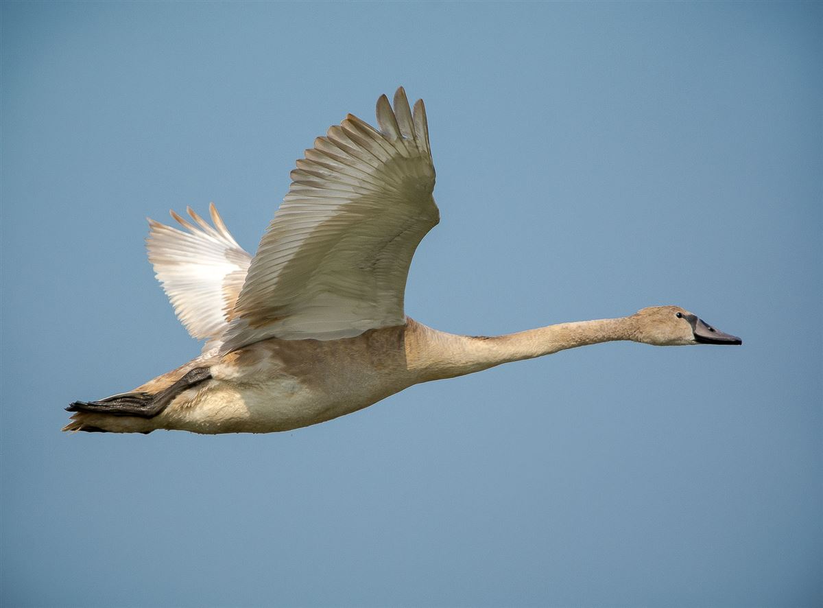 Mute Swan