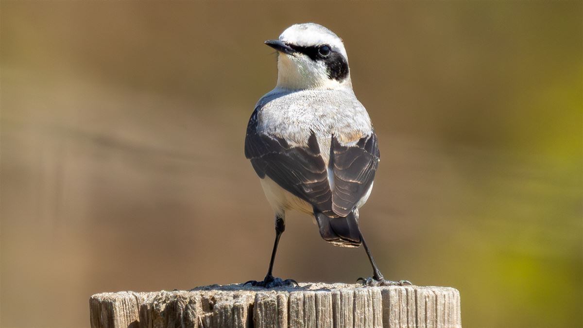 Northern Wheatear