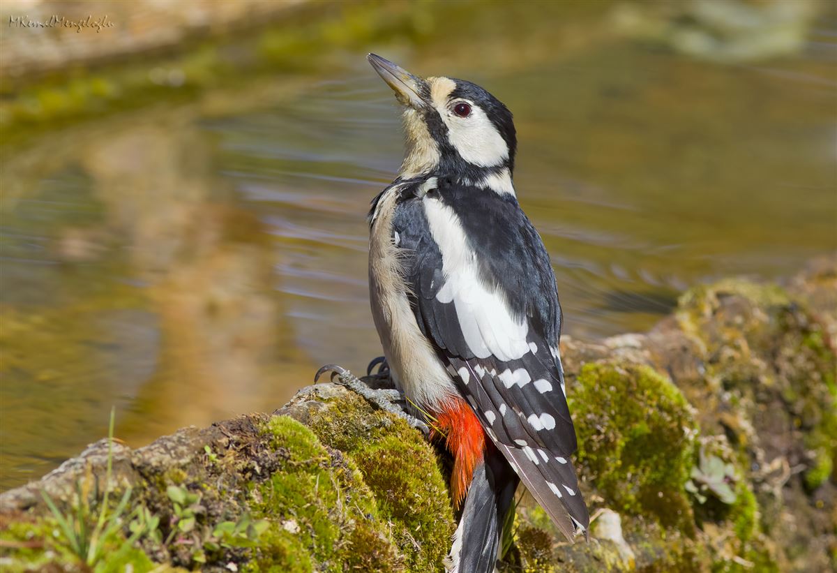 Great Spotted Woodpecker