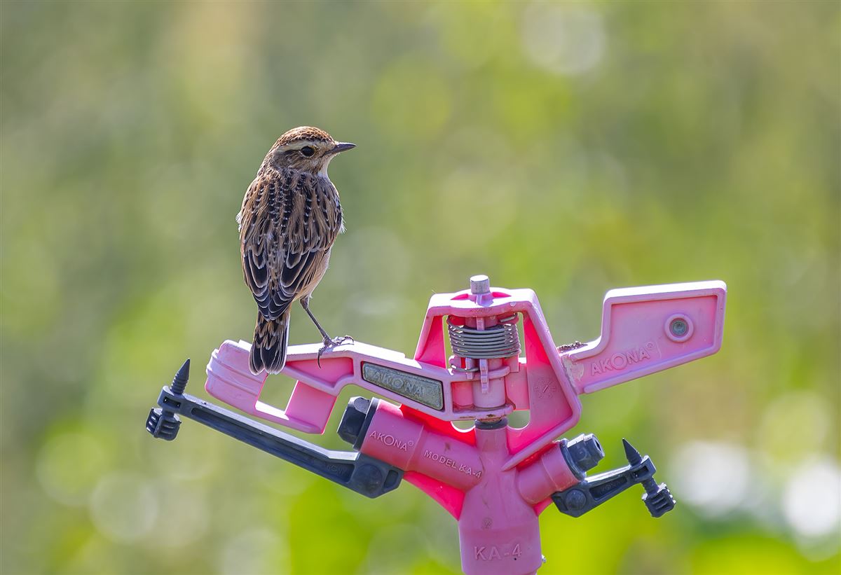 Whinchat