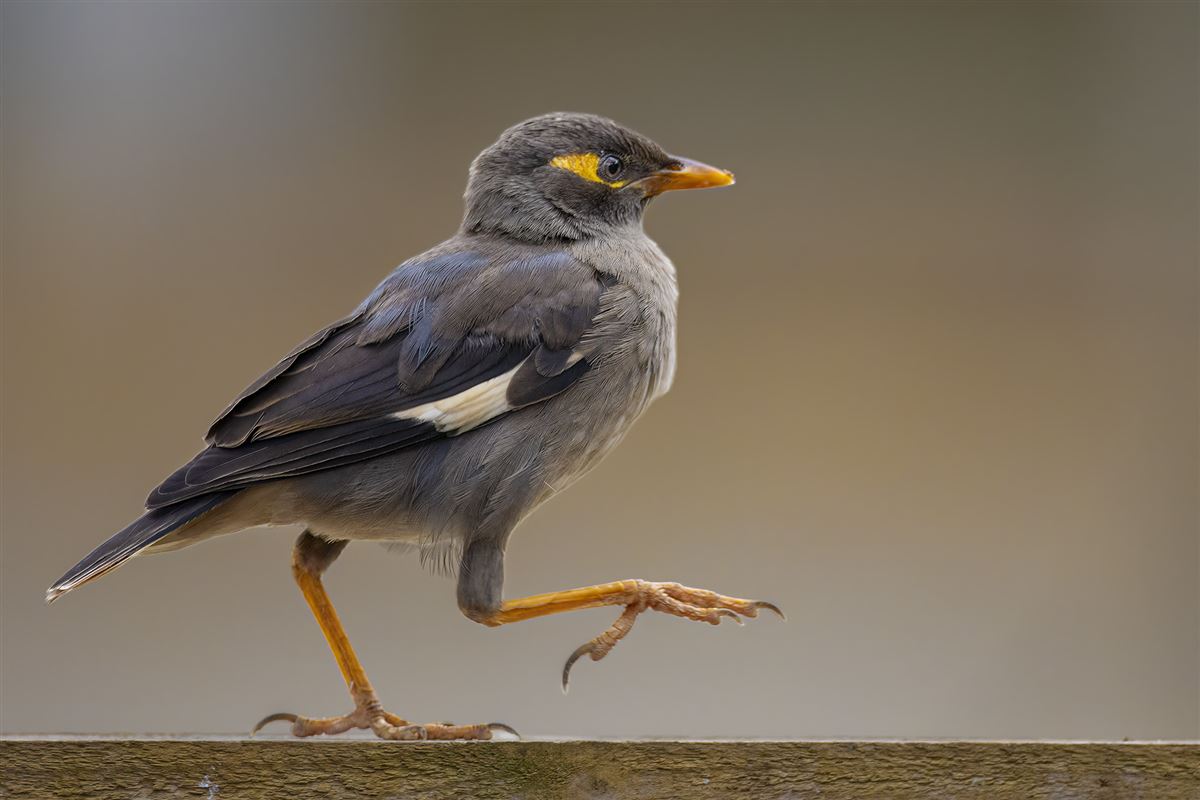 Common Myna
